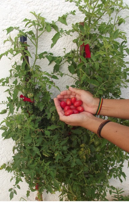 Como plantar Tomate cereja - Brotando Consciência