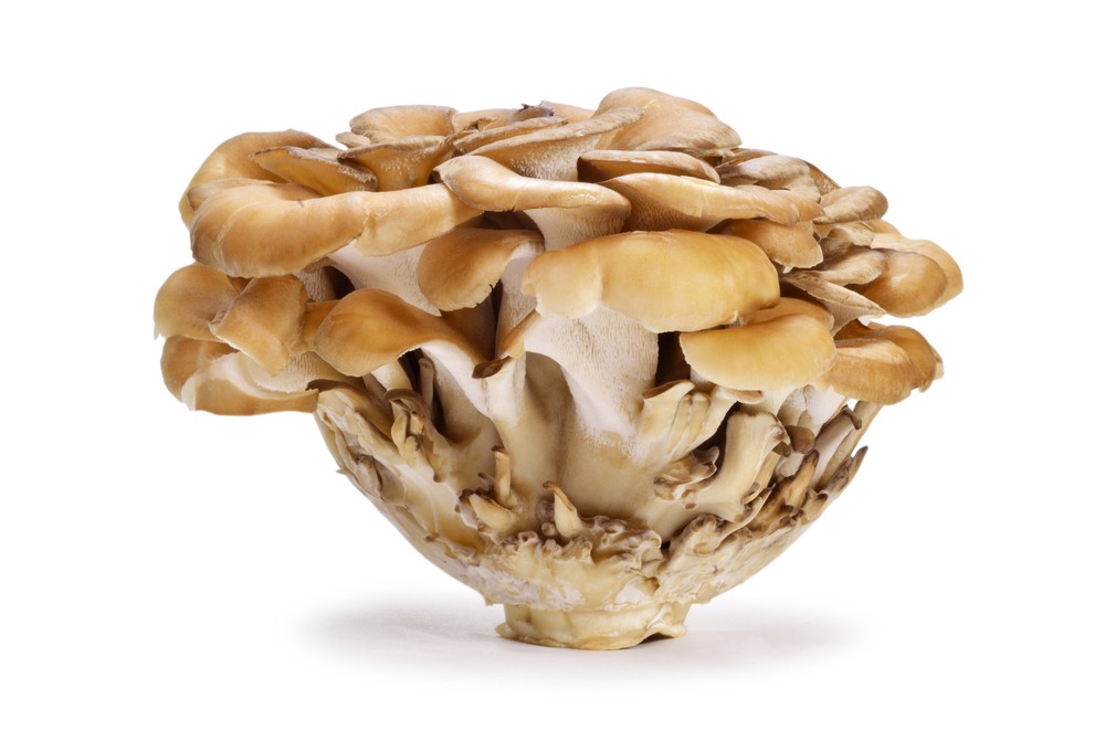 cogumelos maitake
