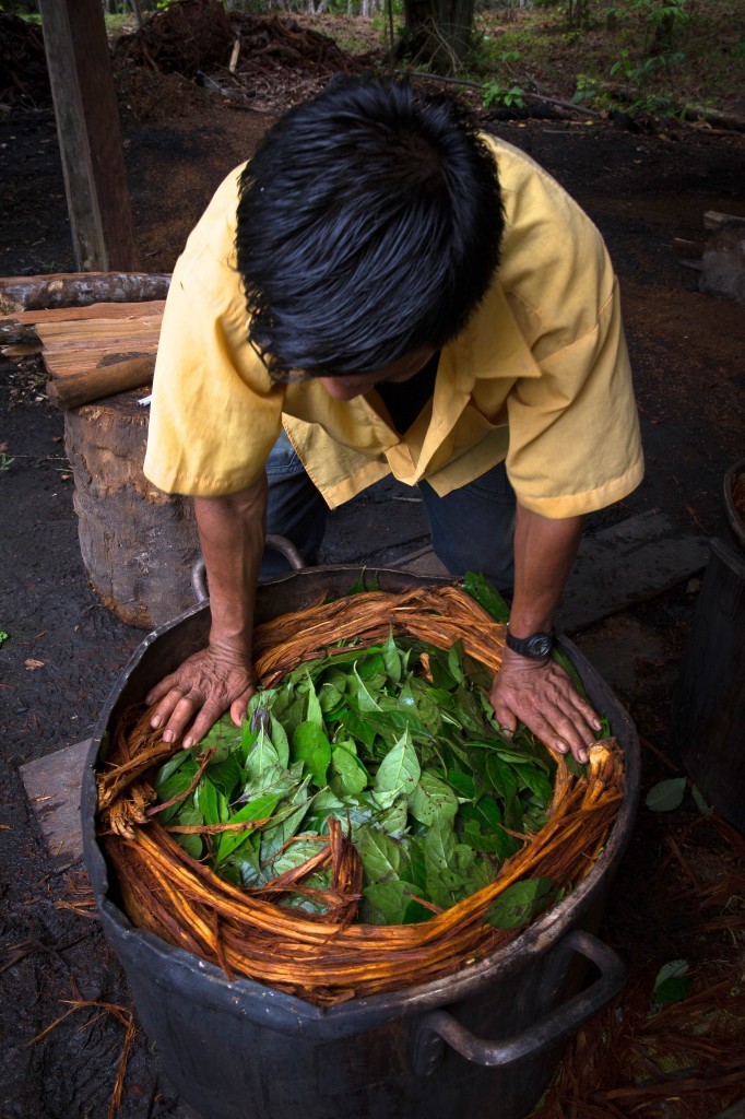 A bebida ayahuasca é preparada através da combinação de folhas de chacrona, que contêm a poderosa DMT psicodélica, com a videira ayahuasca.