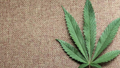 maconha