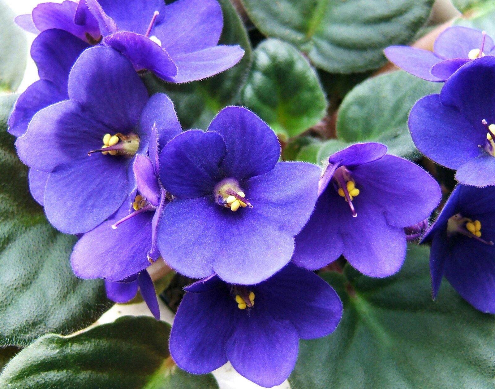 Violeta africana flor planta