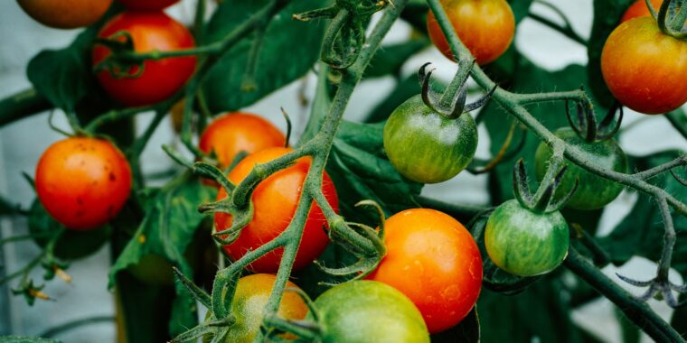 plantar tomate cereja em vaso
