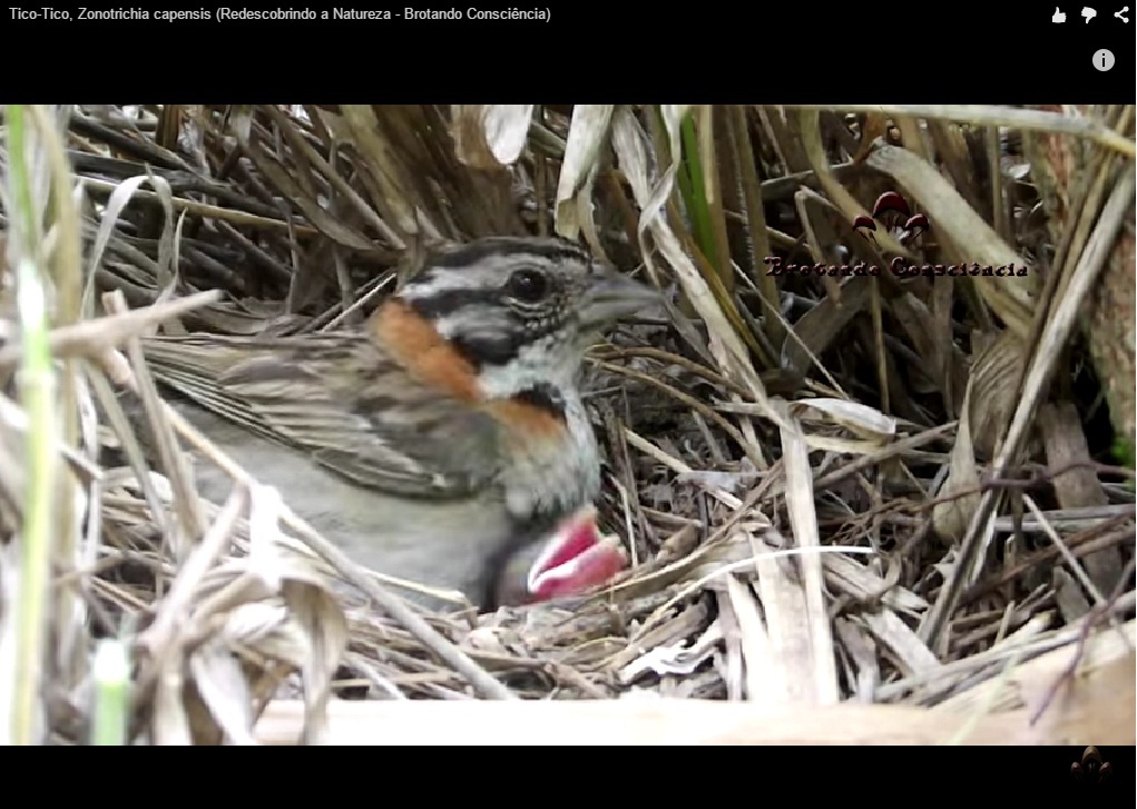 vídeo passarinho tico-tico no ninho com filhote Zonotrichia capensis