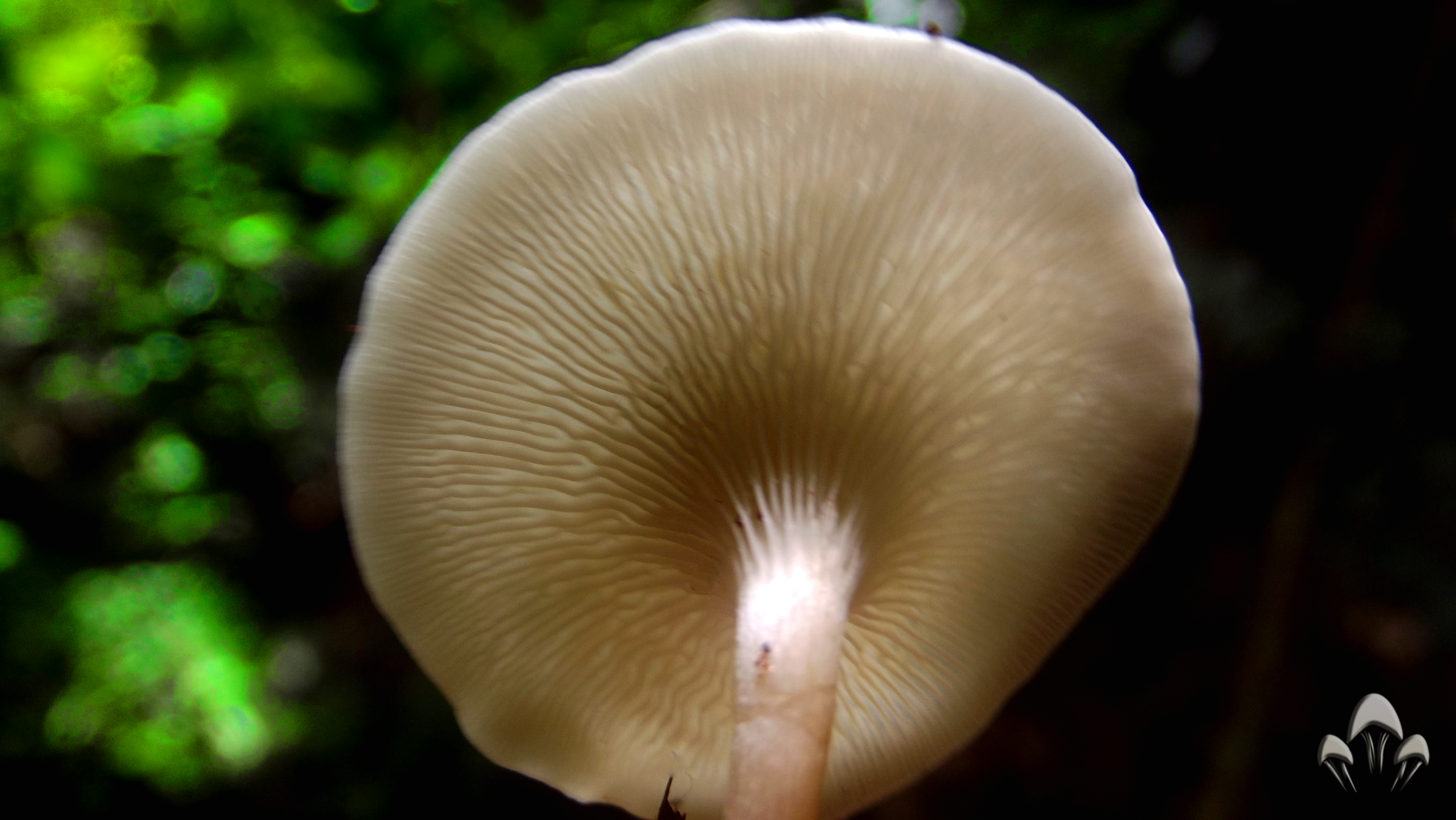 fungos cogumelos
