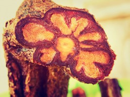 cipó de ayahuasca jagube mariri