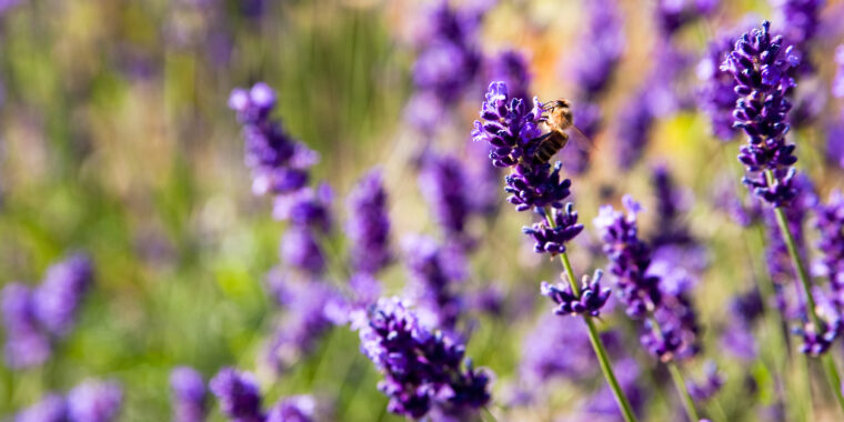 óleo essencial de lavanda efeitos
