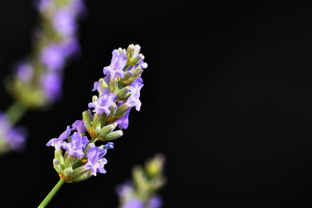 óleo essencial de lavanda é bom para evitar infecção