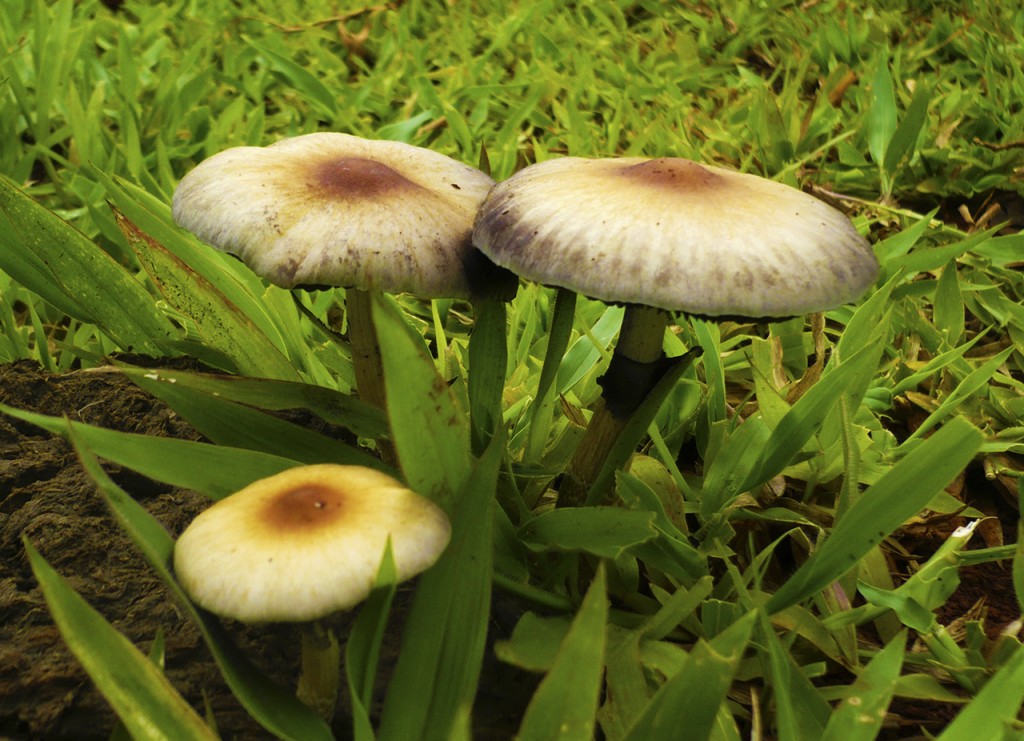 Cogumelos mágicos no pasto psilocybe cubensis na natureza