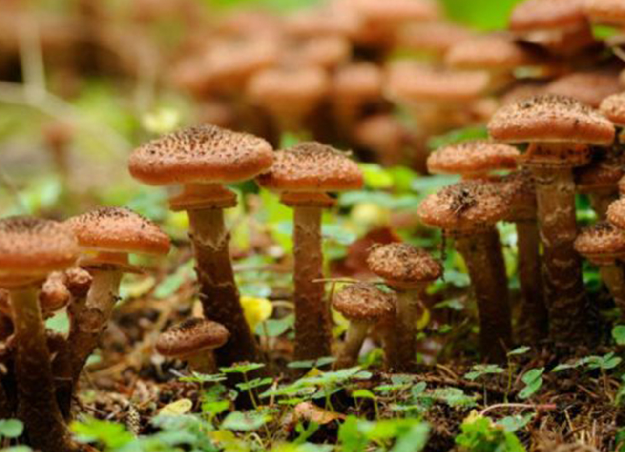 colônia de fungo armillaria é o maior organismo vivo do mundo; qual é o maior ser vivo do mundo; colônia de cogumelos é o maior ser vivo do mundo; fungos; micologia;