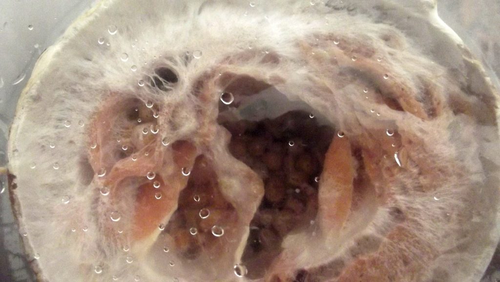 Como cultivar cogumelo comestível em casa; micélio de shimeji salmão em kit de cogumelo caseiro