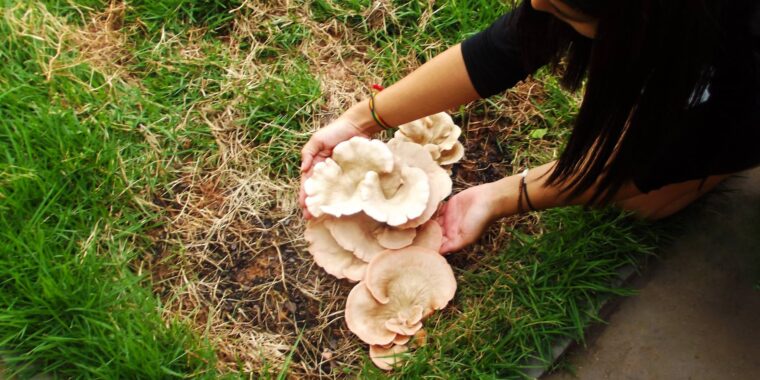cogumelos comestíveis cultivo em casa no jardim