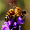 abelha flor