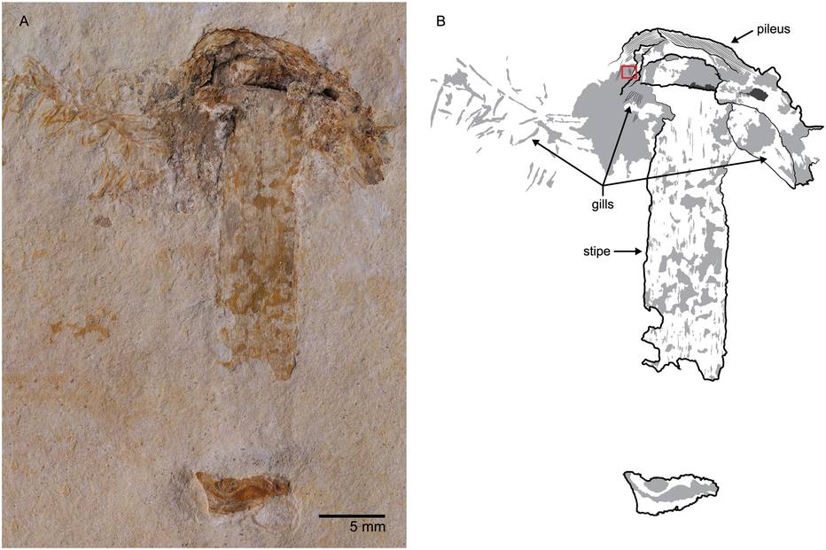 Fóssil do cogumelo de 115 milhões de anos encontrado em terras brasileiras, na Chapada do Araripe. (Imagem/Plos one by Jared Thomas. Desenho de Danielle Ruffatto)