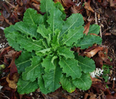 planta conhecida como morfina natural alface selvagem