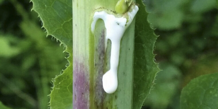 planta conhecida como morfina natural