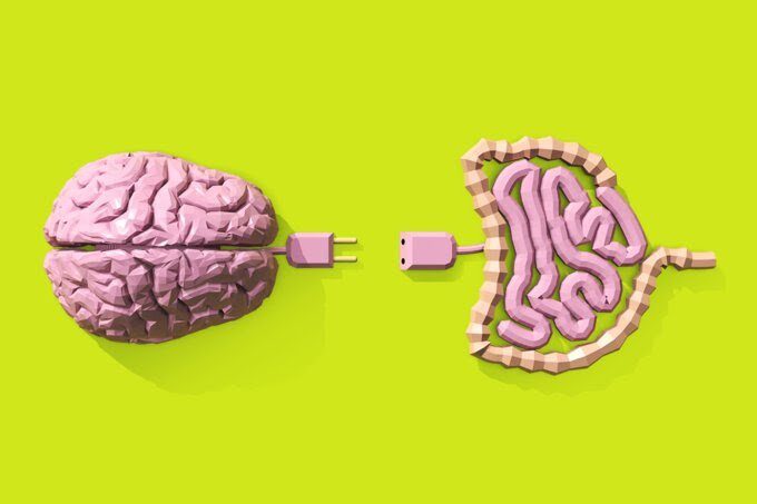 a conexão entre cérebro e intestino