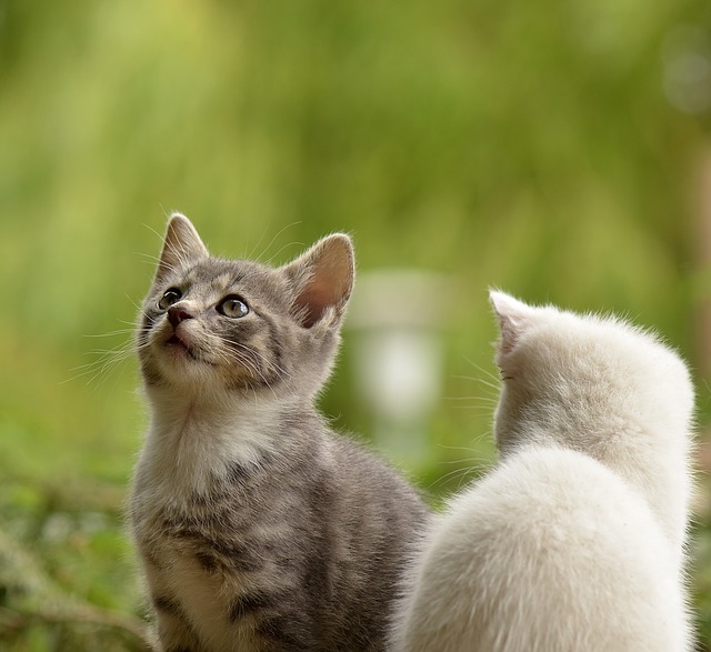 gatos; filhotes de gatos; gatos são terapêuticos; ciência diz que gatos são terapeutas holísticos