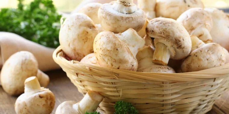 cogumelos comestíveis frescos champignon paris