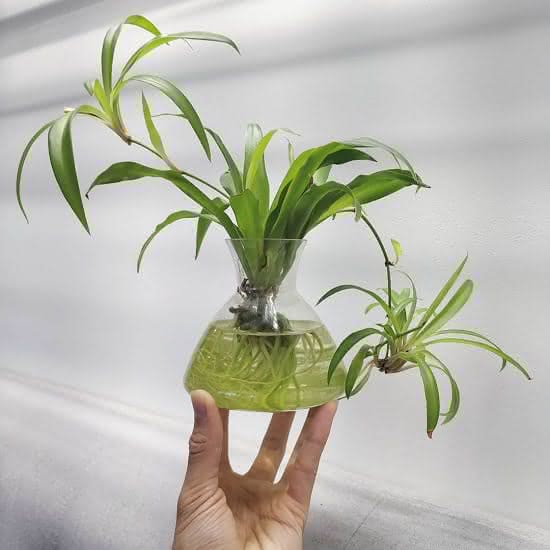 plantas que podem ser cultivadas na água planta aranha clorofito