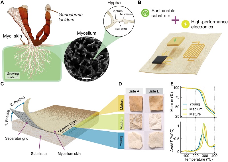 pele de cogumelo reishi serve para fazer substrato de chip biodegradável