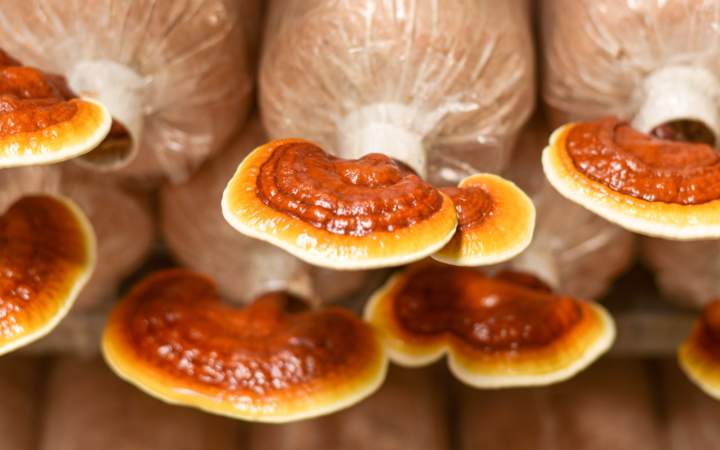 pele de cogumelo reishi serve para fazer substrato de chip biodegradável
