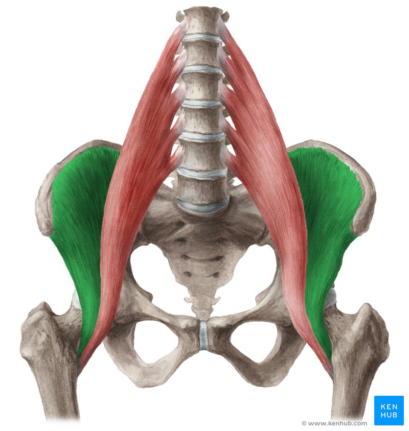 musculo iliaco - iliopsoas
