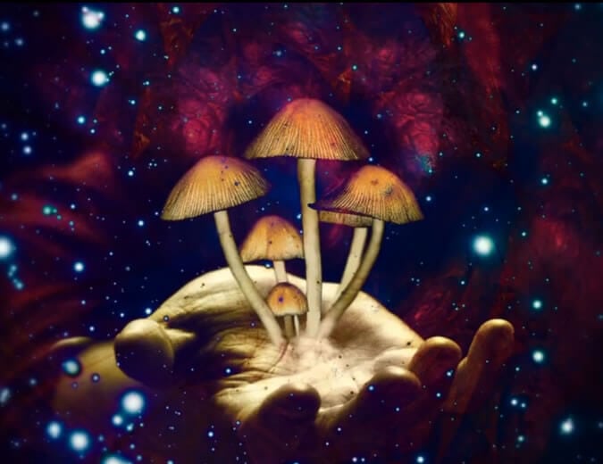Psilocybe cogumelo alucinógeno - psicodelico- ritual com cogumelo mágico - cogumelo azul