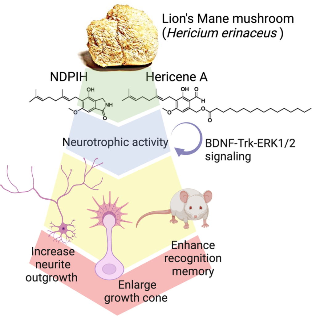 Como o cogumelo juba de leão melhora a memória e ativa crescimento de neurônios: Os derivados de hericerina ativam uma via pan-neurotrófica nos neurônios centrais do hipocampo, convergindo para a sinalização ERK1_2, melhorando a memória espacial