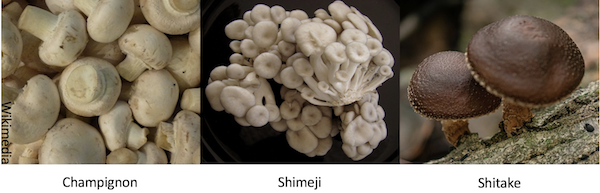 Cogumelos comestíveis champignon shimeji shitake