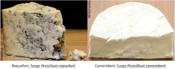 Queijos roquefort (à esquerda) e camembert (à direita) com os nomes dos fungos que os produzem.
