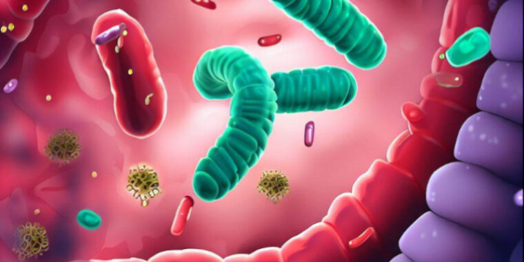 microbioma intestinal; intestino desenho; micróbios intestinais; flora intestinal; flora bacteriana; ilustração de bacterias no intestino; microbioma