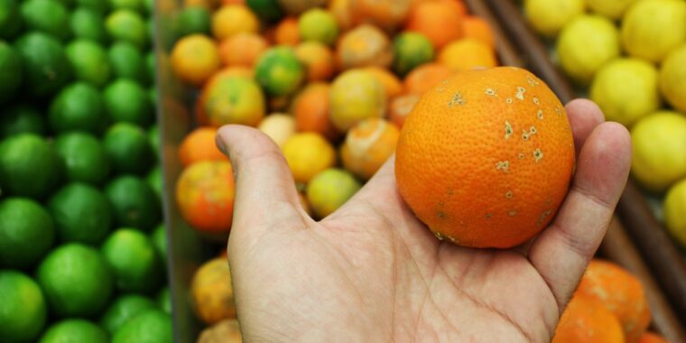 frutas-citricas-limao-laranja-alimentos-energizantes-aumentar-a-disposicao-fisica-e-mental