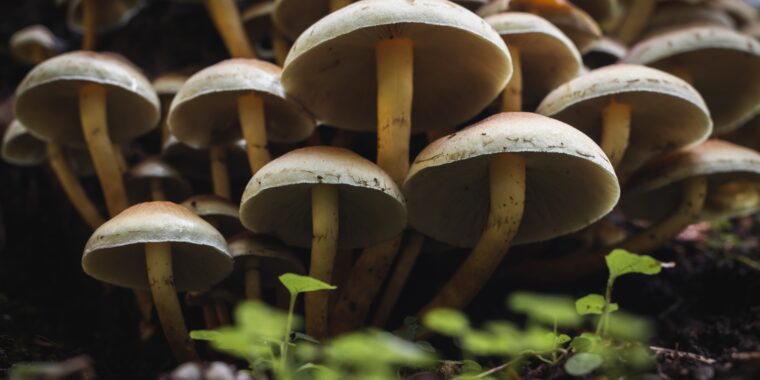 cogumelos bege; cogumelos selvagens; cogumelos na floresta; foto de cogumelos; imagem linda de cogumelo