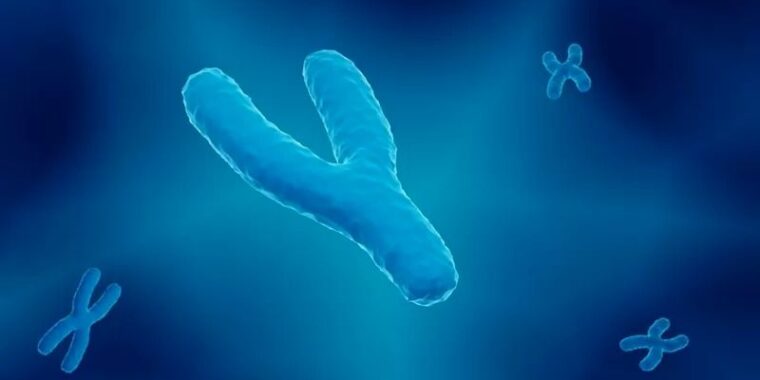 ilustração cromossomo Y; cromossomo Y sequenciamento inédito; 1º sequenciamento do cromossomo Y; cientistas sequenciam cromossomo Y por completo