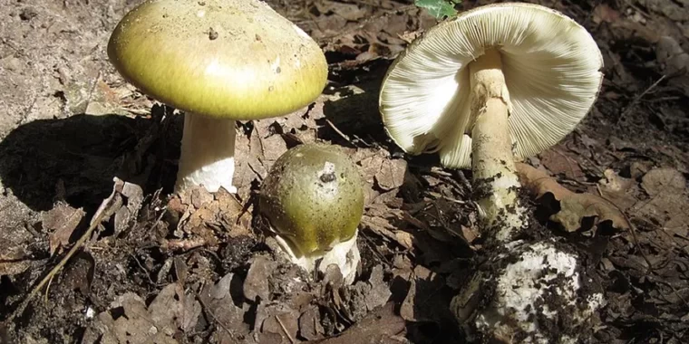 antídoto cogumelo mortal; cogumelo Amanita phalloides; cogumelo venenoso; fungo letal; fungo mais letal do mundo