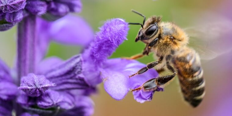 abelha; o que plantar para atrair abelhas; plantas no jardim que atraem abelhas; qual erva cultivar para trair abelha; jardim com abelhas; plantas para atrair abelhas em casa