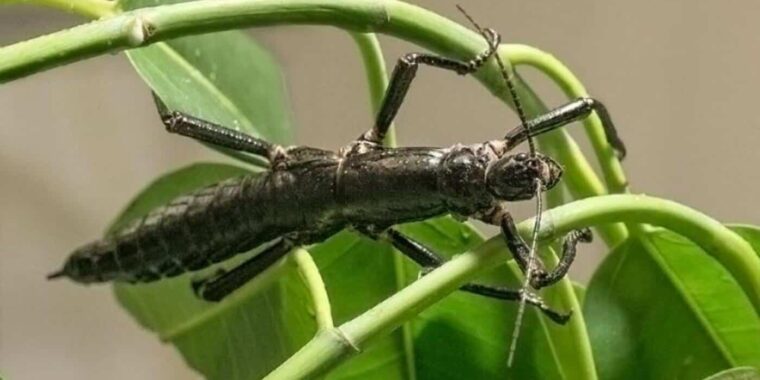 inseto mais raro do mundo reaparece; inseto raro extinto que reapareceu; inseto raro lagosta-das-árvores