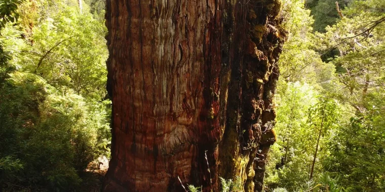 'bisavô' árvore mais antiga da Terra; o Grande Avô árvore chilena tem título de mais antiga do planeta; Fitzroya cupressoides árvore chilena; cipreste-da-patagônia
