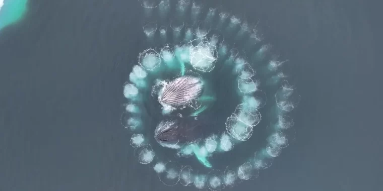 Imagem de drone mostram baleias jubarte criando uma espiral fibonacci; sequência fibonacci na natureza; exemplo de espiral fibonacci por animais; espiral; fractal; imagens fractais; exemplos de fractal na natureza; espiral dourada