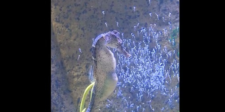 nascimento filhotes cavalo-marinho-de-focinho-longo; cavalo-marinho da a luz em aquário; aquário Oceanic Aquarium em Camboriú registra momento em que cavalo-marinho da à luz; cavalo marinho tendo filhotes vídeo