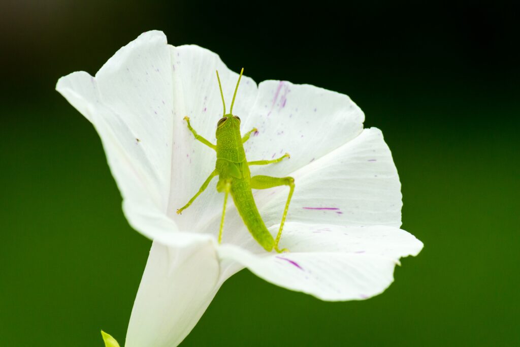 Close de um Louva-Deus em uma flor branca; foto de inseto