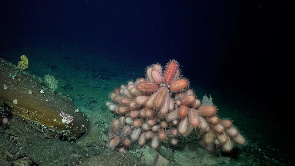 Ouriços Dermechinus oblongos documentados a uma profundidade de 516 metros (1.692 pés). (Crédito: Schmidt Ocean Institute)