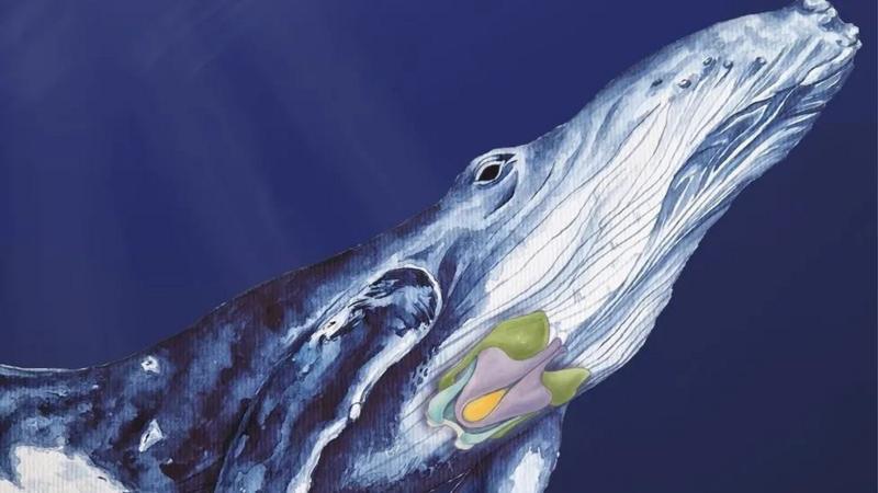 Ilustração mostra as cartilagens da laringe em uma baleia jubarte. (Patricia Jaqueline Matic, Vienna)