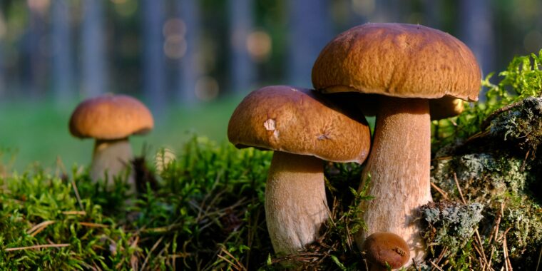cogumelos e sustentabilidade; cogumelos na indústria de matéria-prima ecológica; fungo revoluciona materiais para empresas de todos os setores; revolução tecnológica com cogumelos; biomaterial