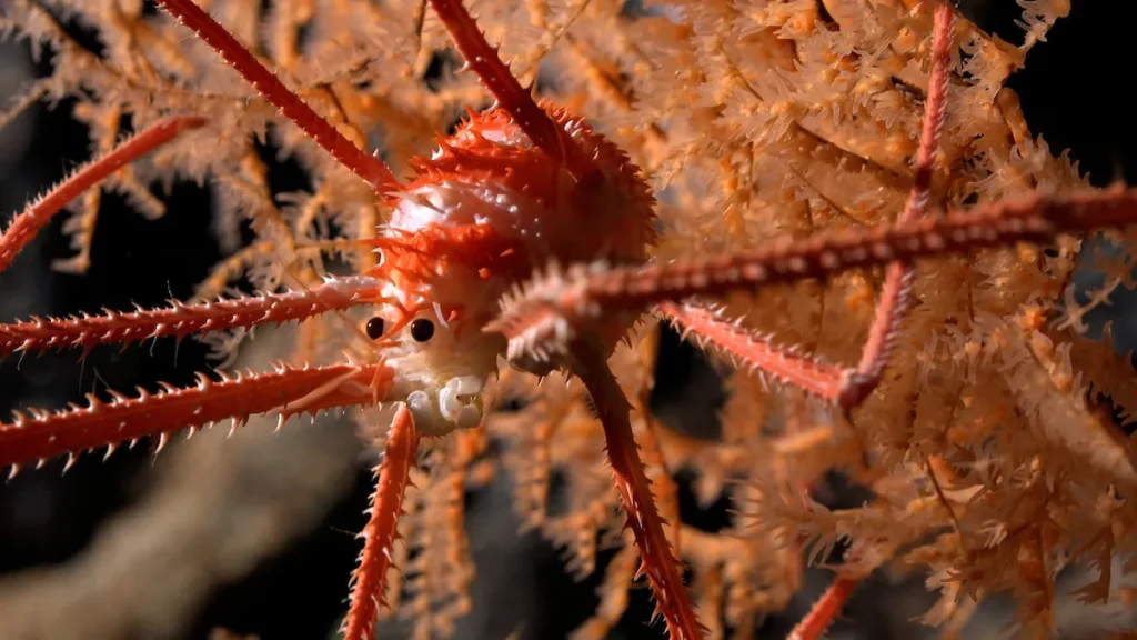 Uma lagosta atarracada – provavelmente uma nova espécie – documentada em coral a uma profundidade de 669 metros (2.194 pés). (Crédito: Schmidt Ocean Institute)