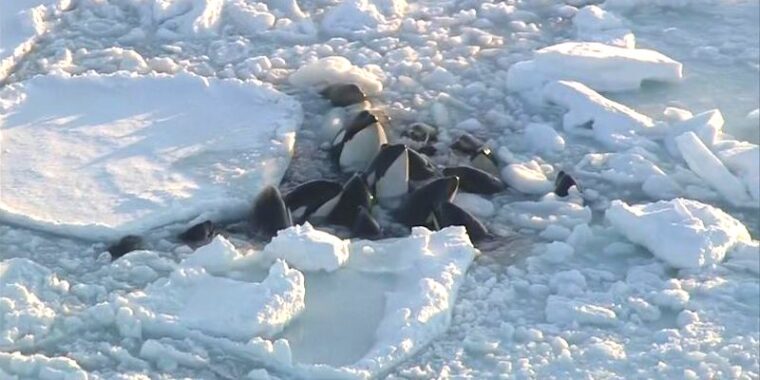 Orcas presas em gelo flutuante no Japão; baleias presas no gelo em Hokkaido