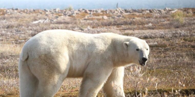 urso polar em terra fome; ursos polares ameacados derretimento gelo artico; ursos polares morrem de fome devido aquecimento global; mudancas climaticas afetam sobrevivencia de ursos polares no artico