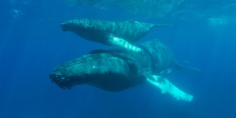 baleia-azul volta a ser animal mais pesado do mundo, segundo novo estudo