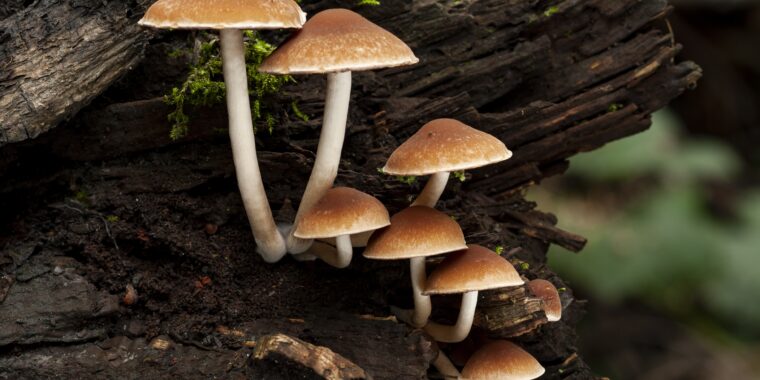 foto cogumelos Psathyrella piluliformis; desvendando mistérios dos psicodélicos; psilocibina efeitos no cérebro